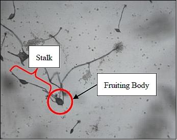 Figure 6: Photo of the slime mold taken by the camera system (image credit: Teikyo University)