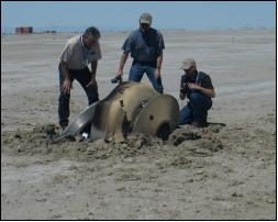Figure 14: Genesis capsule retrieval in the Utah desert (image credit: LANL)