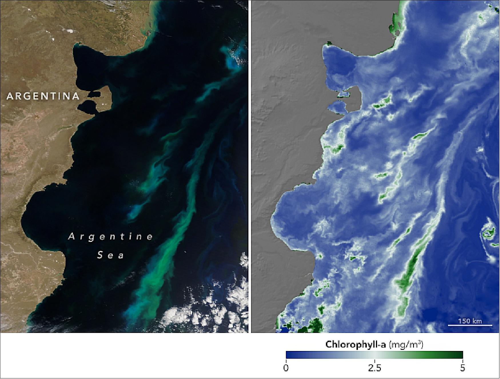 Figure 1: The MODIS instrument on NASA's Terra satellite captured a natural-color image (above left) of the bloom on December 17, 2018. The right image shows Terra observations of concentrations of chlorophyll-a, the pigment used by phytoplankton to harness sunlight and turn it into food (image credit: NASA Earth Observatory, image by Joshua Stevens, using MODIS data from NASA EOSDIS/LANCE and GIBS/Worldview, and NASA's OceanColor Web. Story by Mike Carlowicz)