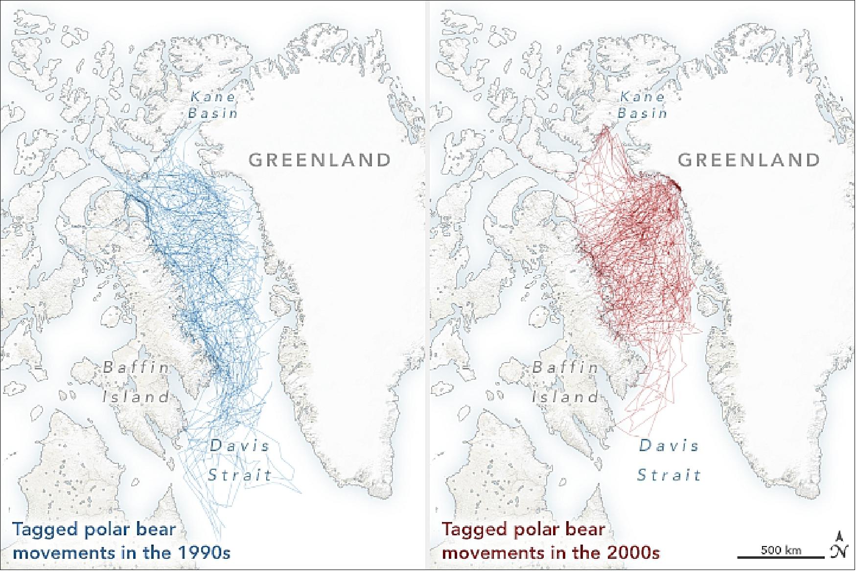 Figure 25: The team specifically studied a subpopulation of bears that depend on seasonal sea ice in Baffin Bay. The team tracked polar bear movements across the bay over the past two decades. The map shows the movements of 43 tagged adult females from 1991-1997 (left) and 38 adult females from 2009-2015 (right) using data from DMSP missions of the instruments SSM/I and SSMIS and in situ measurements from SMMR of Nimbus-7 [image credit: NASA Earth Observatory, image by Joshua Stevens, using data courtesy of Kristin Laidre and Harry Stern at the University of Washington, and sea ice data from the National Snow & Ice Data Center (NSIDC). Story by Kasha Patel]