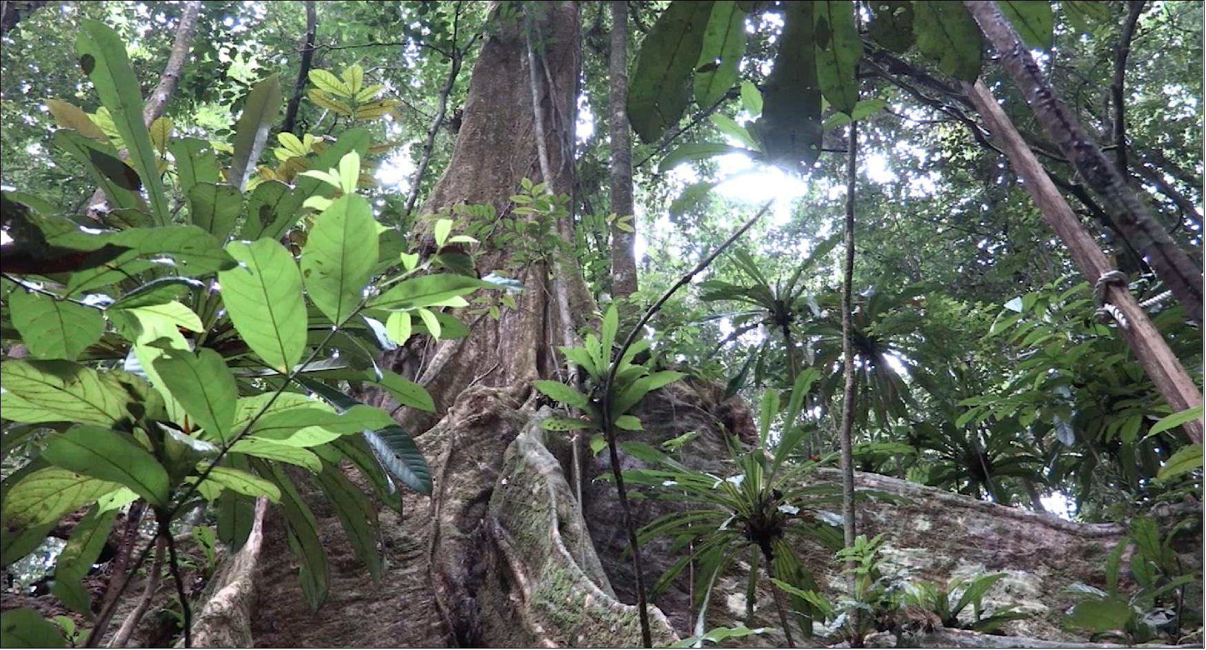 Figure 15: By accurately measuring forests in 3D, GEDI data play an important role in understanding how much biomass and carbon forests store and how much they lose when disturbed — vital information for understanding Earth's carbon cycle and how it is changing (image credit: NASA's Scientific Visualization Studio / Lori Losey)